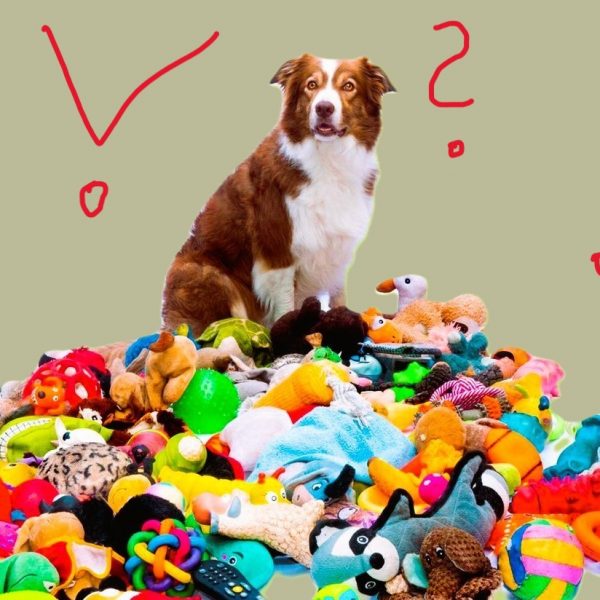 How many toys does a dog need?